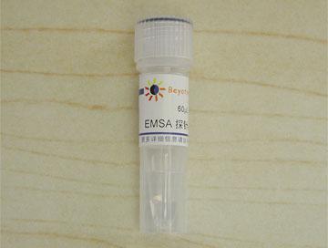 EMSA探针－SP1 (1.75μM)